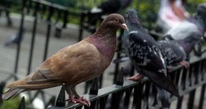 Bruselas suministrará anticonceptivos a las palomas para reducir su población