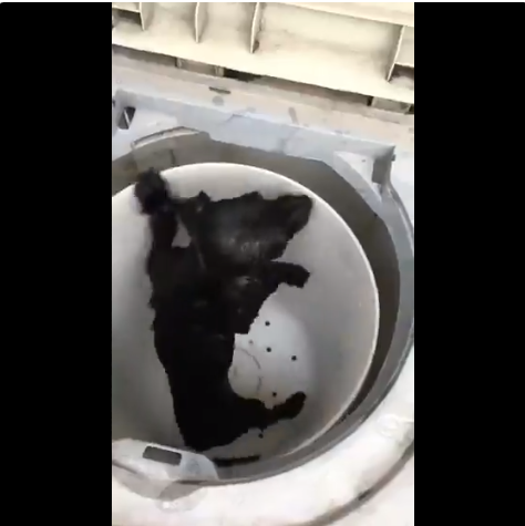 ¡INDIGNANTE! Joven en Carabobo torturó a un cachorro dentro de una lavadora (VIDEO)