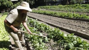 Siembra de hortalizas en Táchira es apenas un 15% de su capacidad por falta de insumos