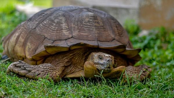 Muere a los 344 años Alagba, la tortuga más vieja de África
