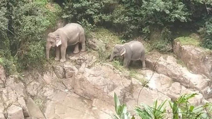 Recuperan a tres de los once elefantes muertos en una cascada de Tailandia