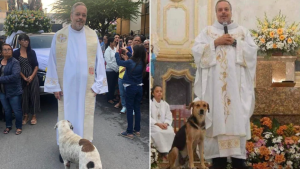 Un sacerdote deja que perritos callejeros entren a misa para que los fieles los adopten