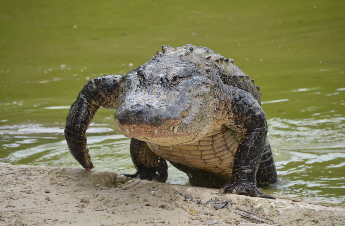 Caimán ataca a persona en una reserva de vida silvestre