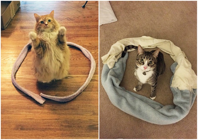 Trampa para mascotas: ¿Por qué los gatos se sientan dentro de los cuadrados o círculos? (fotos)