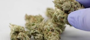 57 toneladas de marihuana medicinal fueron ordenadas por seis meses en Florida