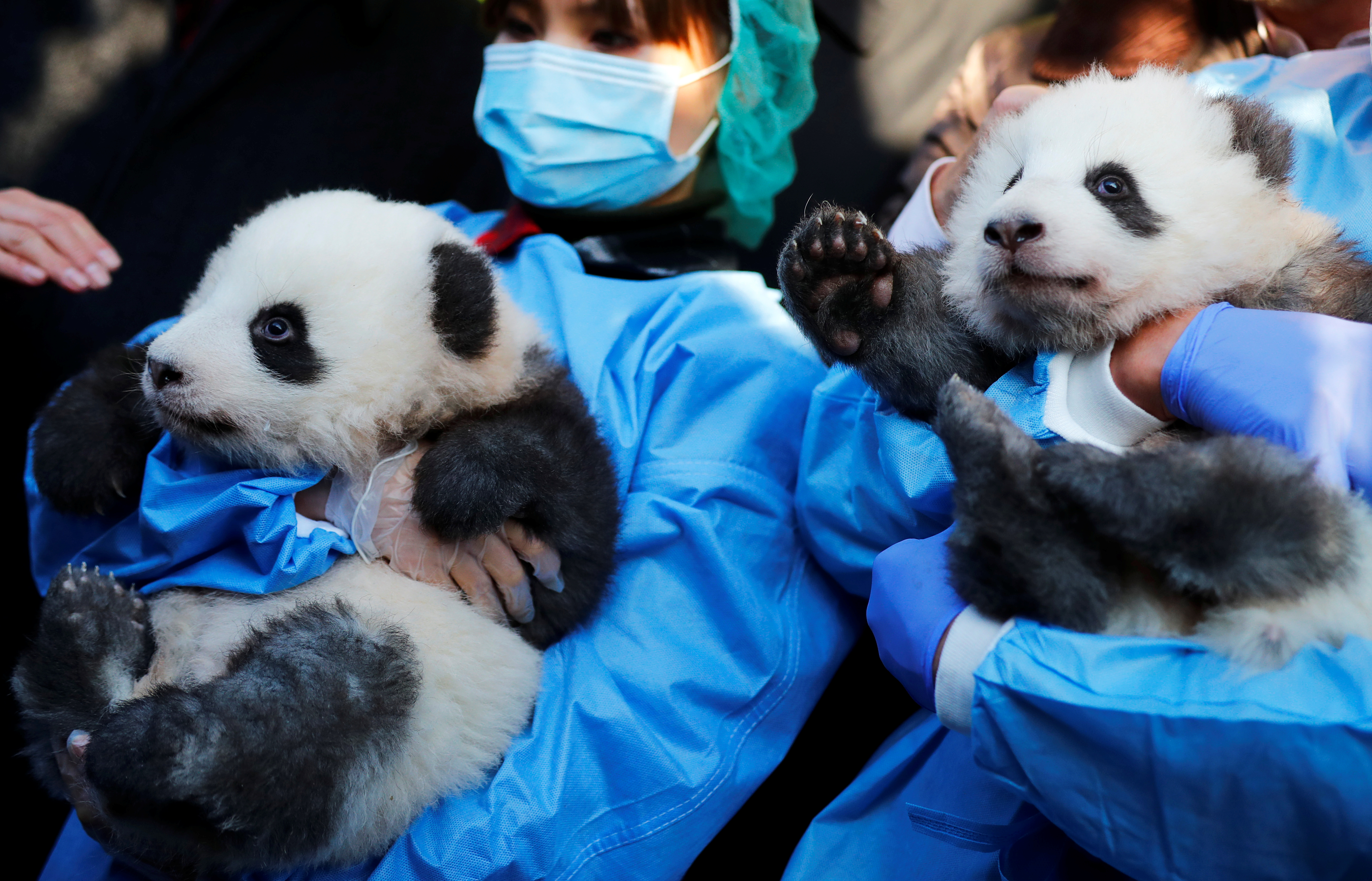 El Zoo de Berlín revela el sexo y nombres de sus dos osos pandas nacidos en cautividad (Fotos)