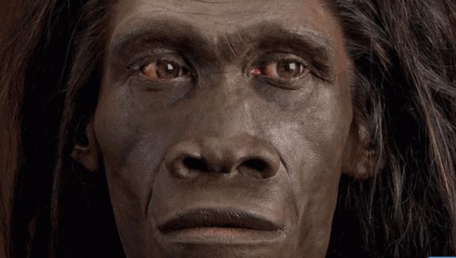 Estudio reveló que el Homo Erectus se extinguió hace 110 mil años