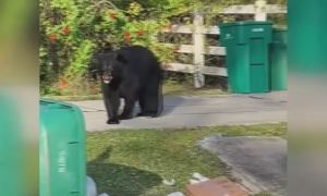 Los osos tienen en alerta a residentes en Florida