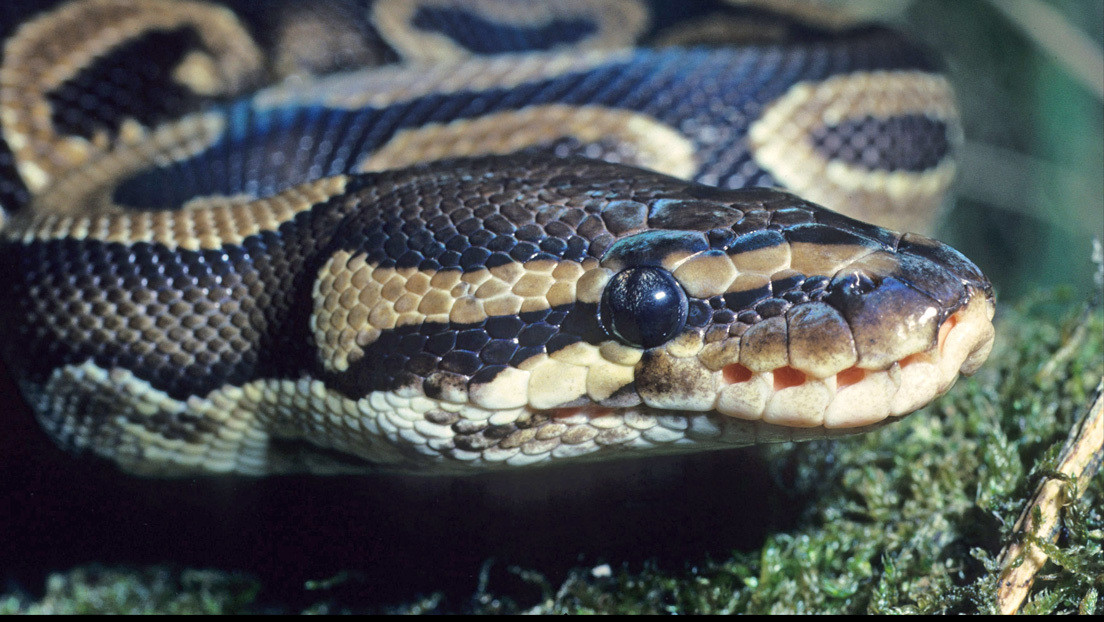 Capturan una pitón de casi cinco metros y medio, la más grande hallada en Florida (FOTOS)