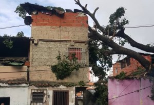 En Pinto Salinas, un árbol cayó sobre una vivienda y no tienen como levantarlo (fotos)