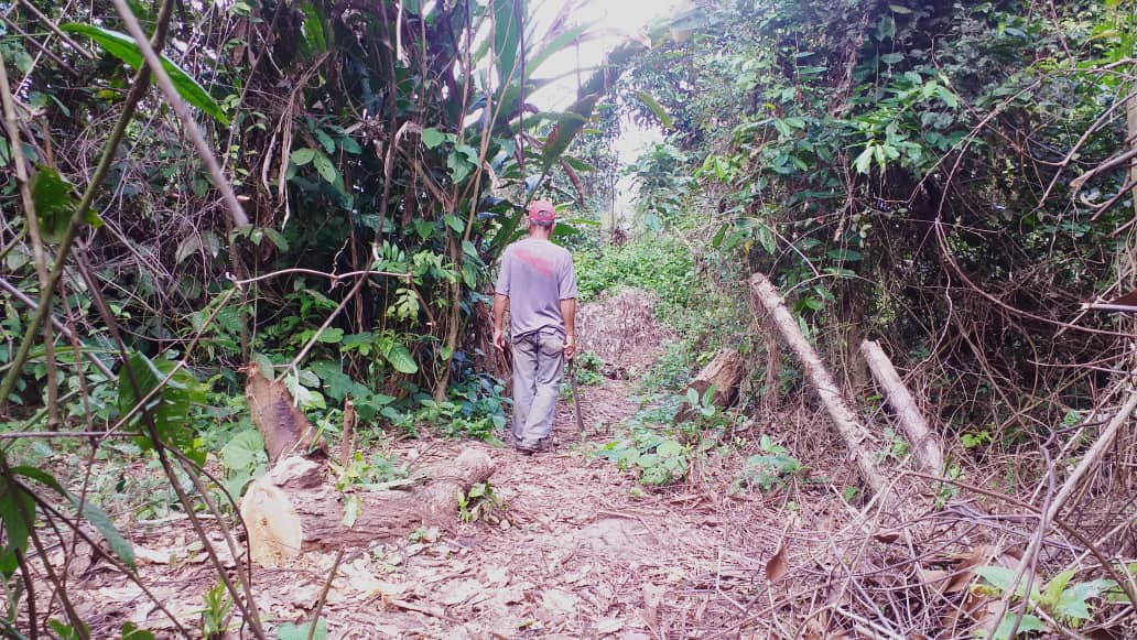 Por negocio o por necesidad: Grave deforestación a cambio de leña