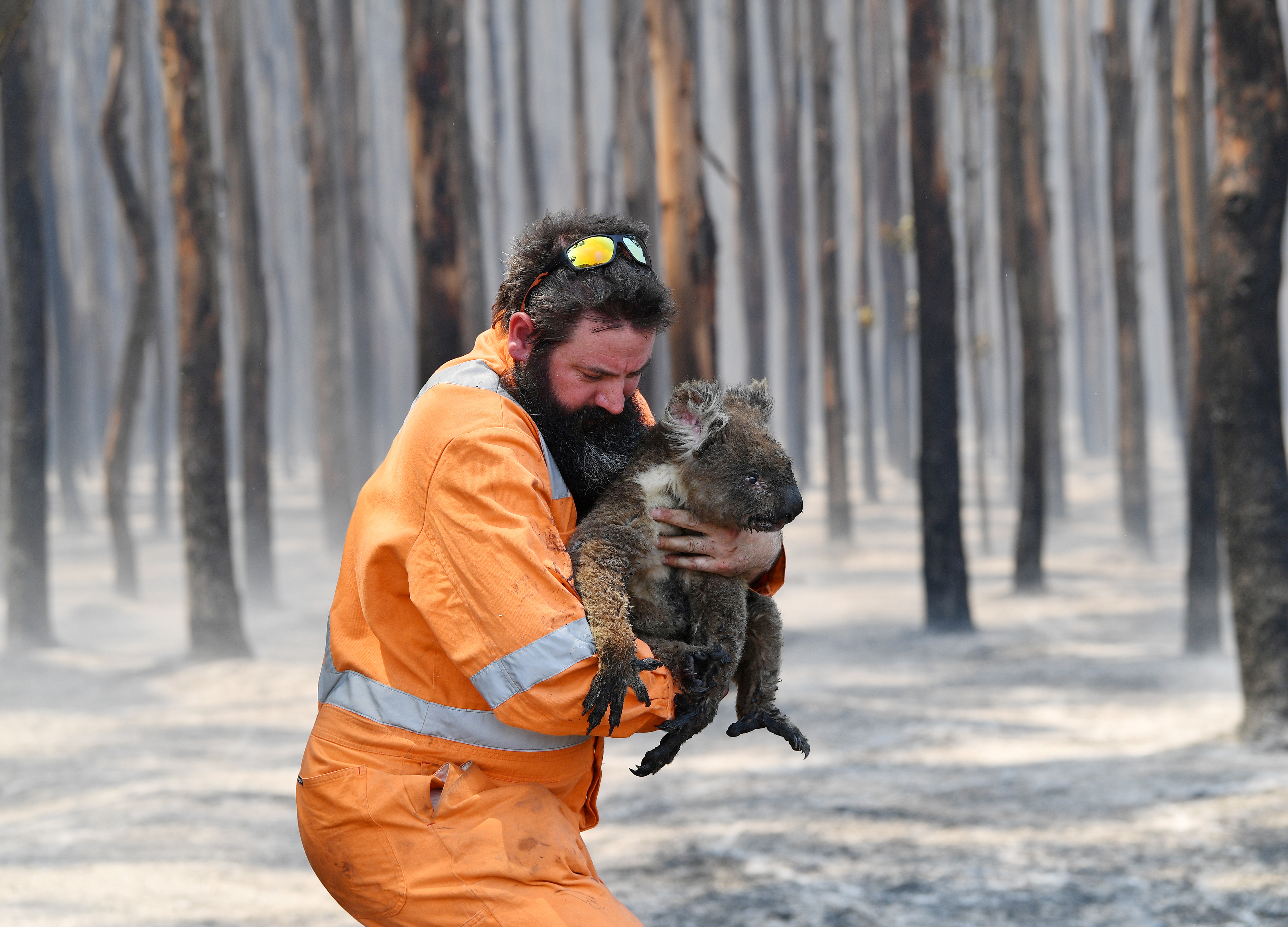 ¿Cuántos koalas quedan después de los incendios en Australia?