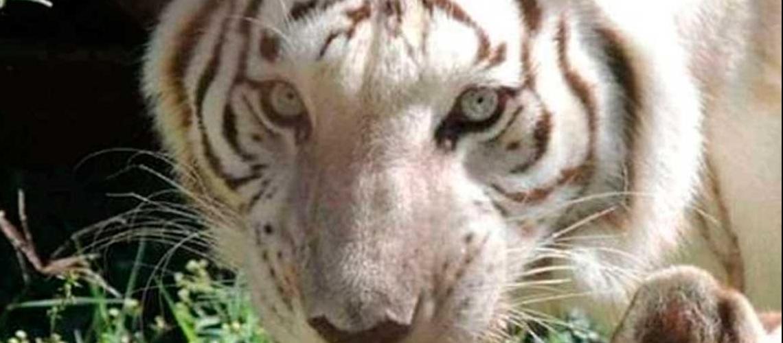 Murió Tara, la tigresa blanca del zoológico Bararida