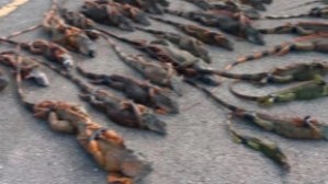 Los tramperos de Broward de 40 iguanas aturdidas por el frío se vuelven virales
