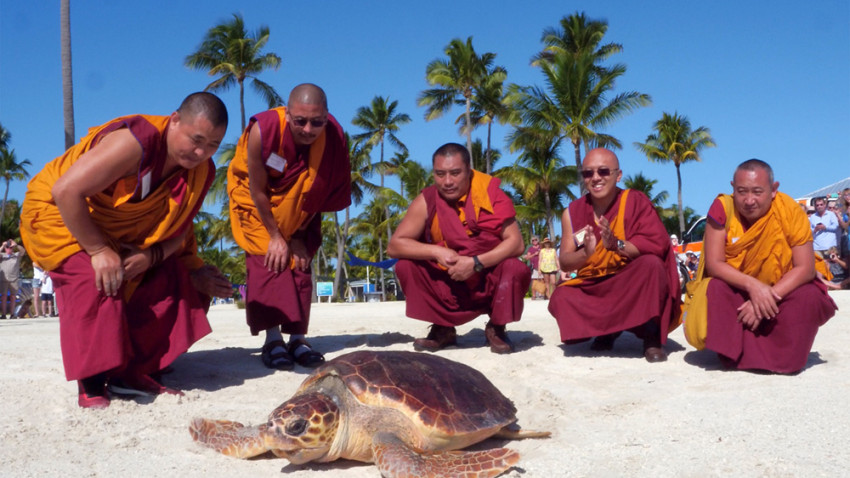 Monjes tibetanos ayudan a liberar tortuga marina en Cayos de Florida