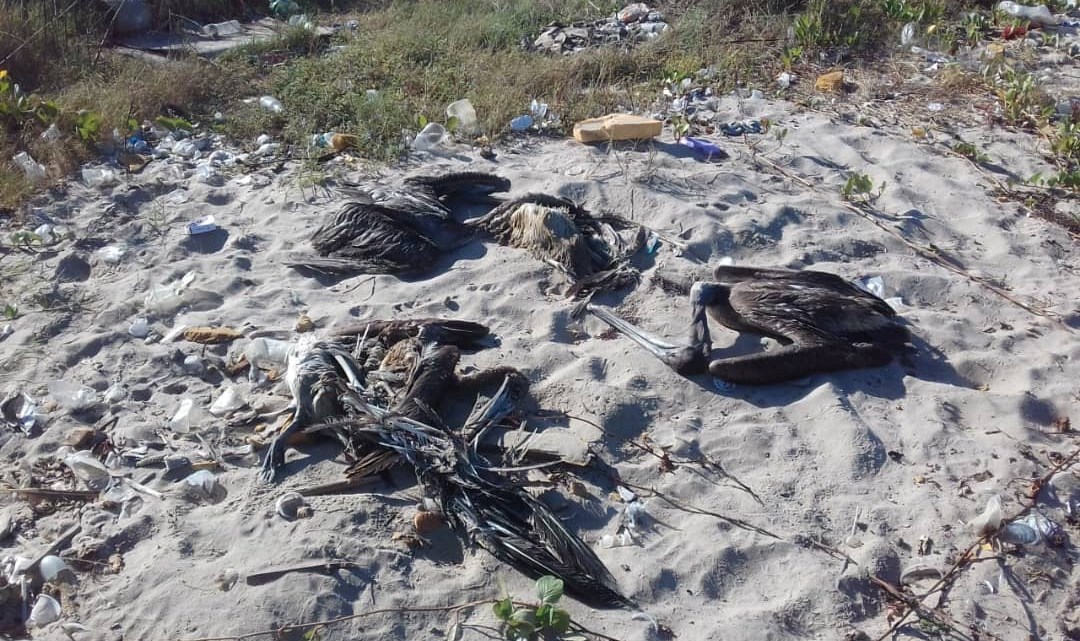 Alertaron sobre la muerte de pelícanos en las playas de Puerto La Cruz (Fotos)