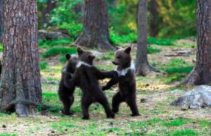 Fotógrafo capta a pequeños osos en extraño ritual de juego en Finlandia