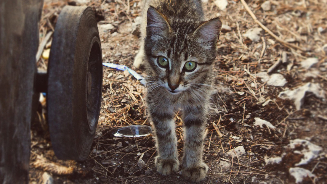 VIRAL: ¿Puedes encontrar al gato en medio de esta montaña de basura? (FOTO)