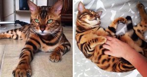 Thor, el hermoso gato que parece un tigre de bengala en miniatura (FOTOS)