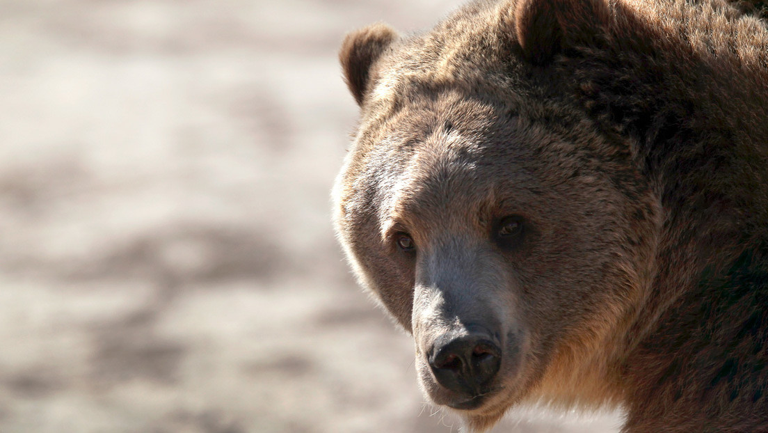 Recibió los ataques de un oso por una semana en Alaska y sobrevivió para contarlo