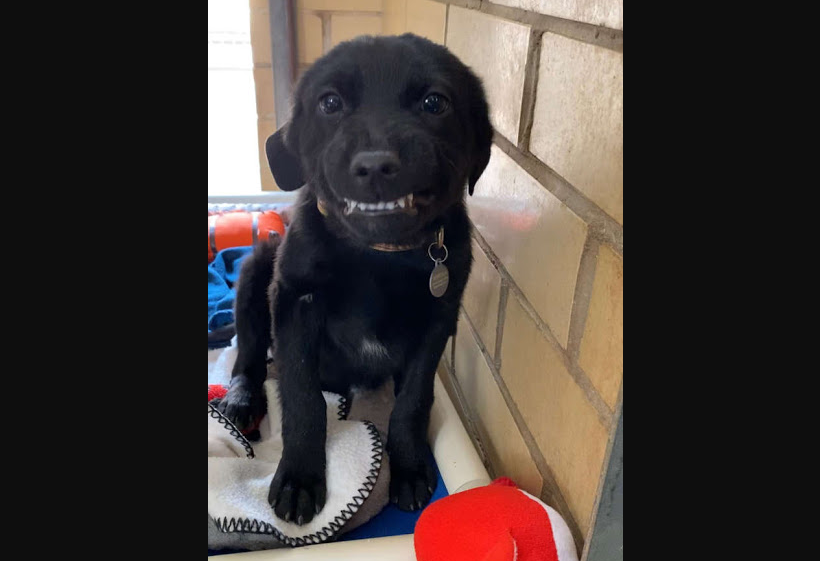 ¡Ternura! Este perrito le sonríe a todos en el refugio para que lo adopten (VIDEO)
