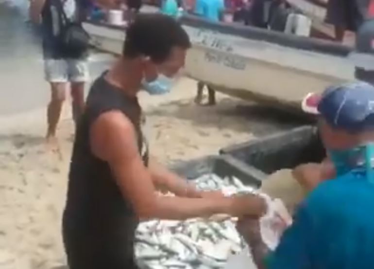 Inesperado cardumen de cataco fue la bendición del Domingo de Ramos en Aragua (Video)