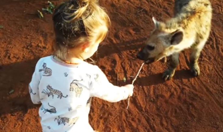 El increíble VIDEO de una niña de dos años que juega con un grupo de hienas