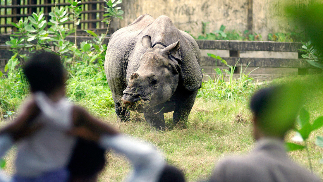 ¿Karma? Lo persiguió un rinoceronte por romper la cuarentena en Nepal (Video)