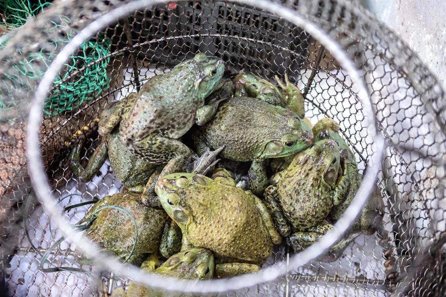 China comienza a dar subsidios para erradicar el tráfico de animales salvajes