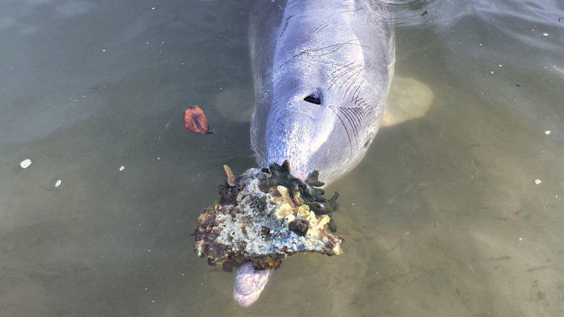 Un delfín lleva regalos a cambio de comida en Australia (FOTOS)