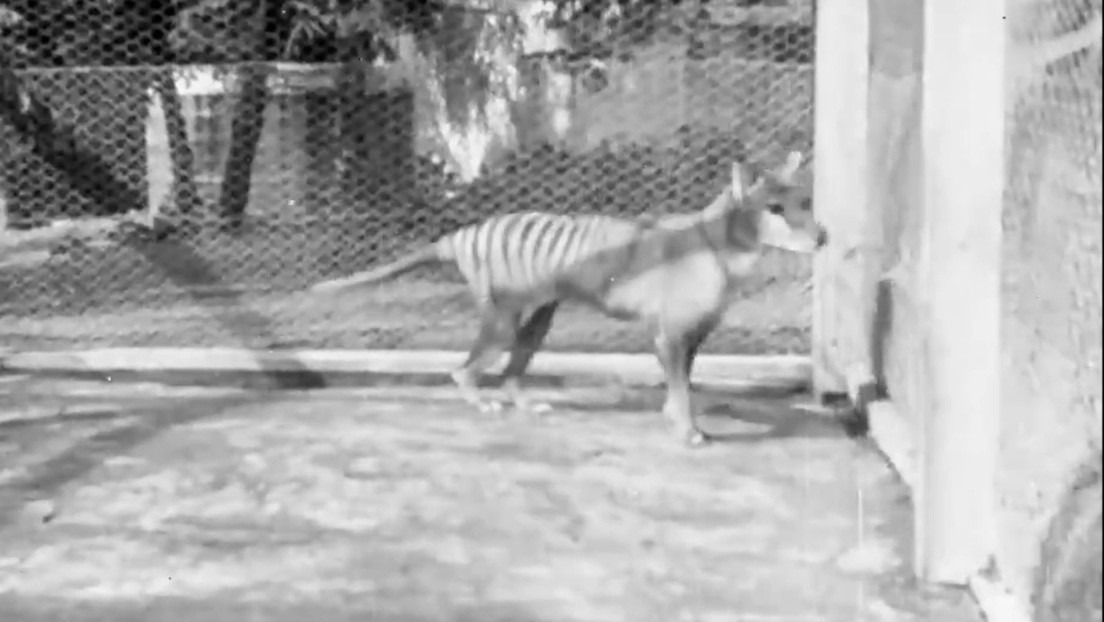 Las últimas imágenes del último tigre de Tasmania vivo antes de su extinción hace más de 80 años (VIDEO INÉDITO)