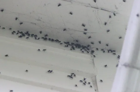 No te lo pierdas: Descubren un método exitoso que debes saber para evitar que las moscas fastidiosas entren a tu casa (FOTOS)