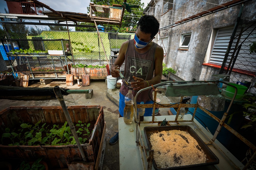 Cultivos en techos y patios de Cuba: No es moda, es necesidad (FOTOS)