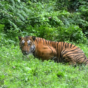 El número de tigres salvajes en Tailandia aumenta ligeramente