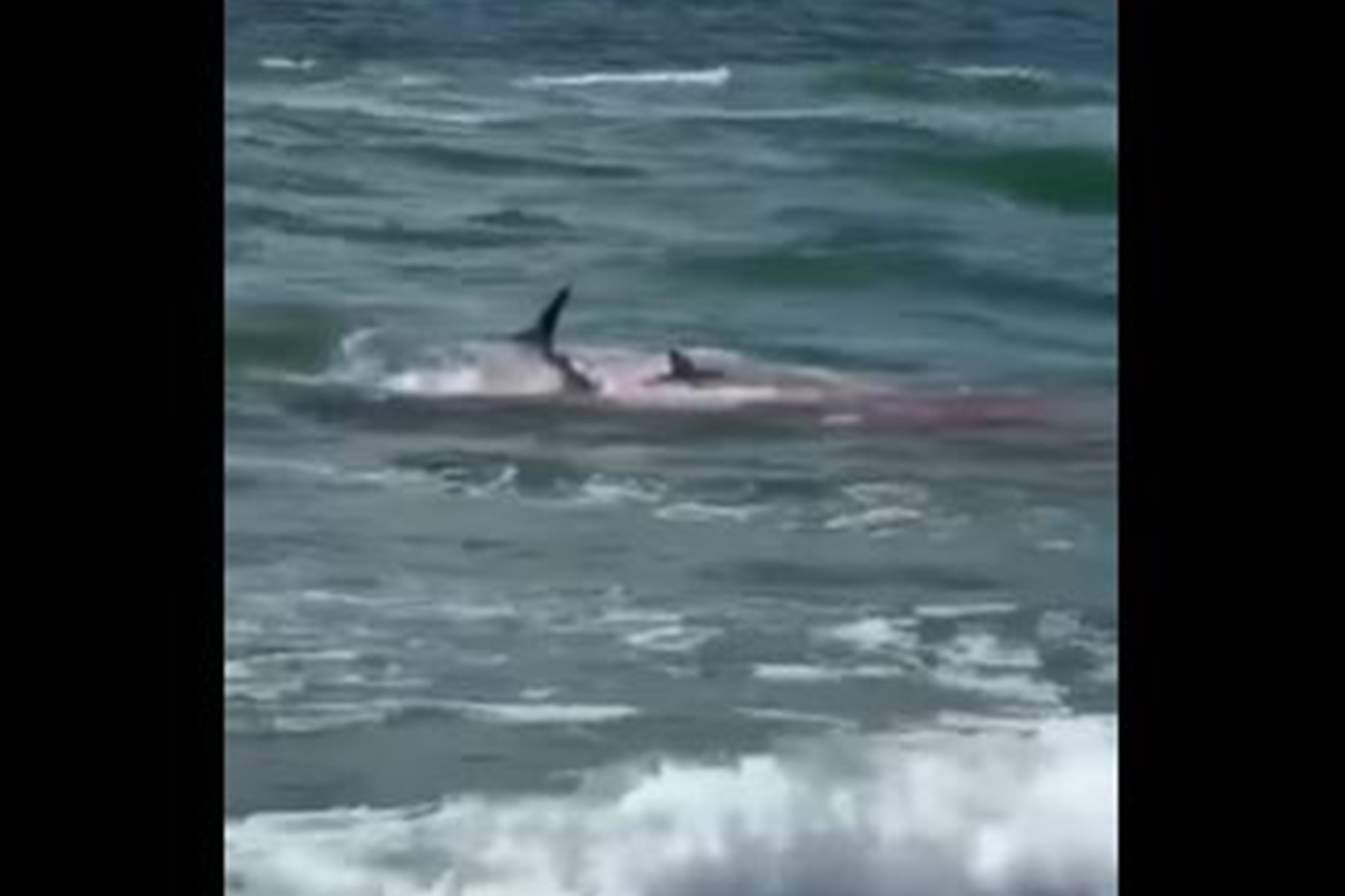 El impactante momento en que tiburones atacan brutalmente a delfín en Long Beach (VIDEO)