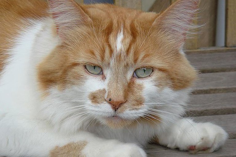 Murió Rubble, el gato más viejo del mundo