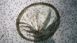 China reporta un caso de dengue y uno de peste bubónica el mismo día