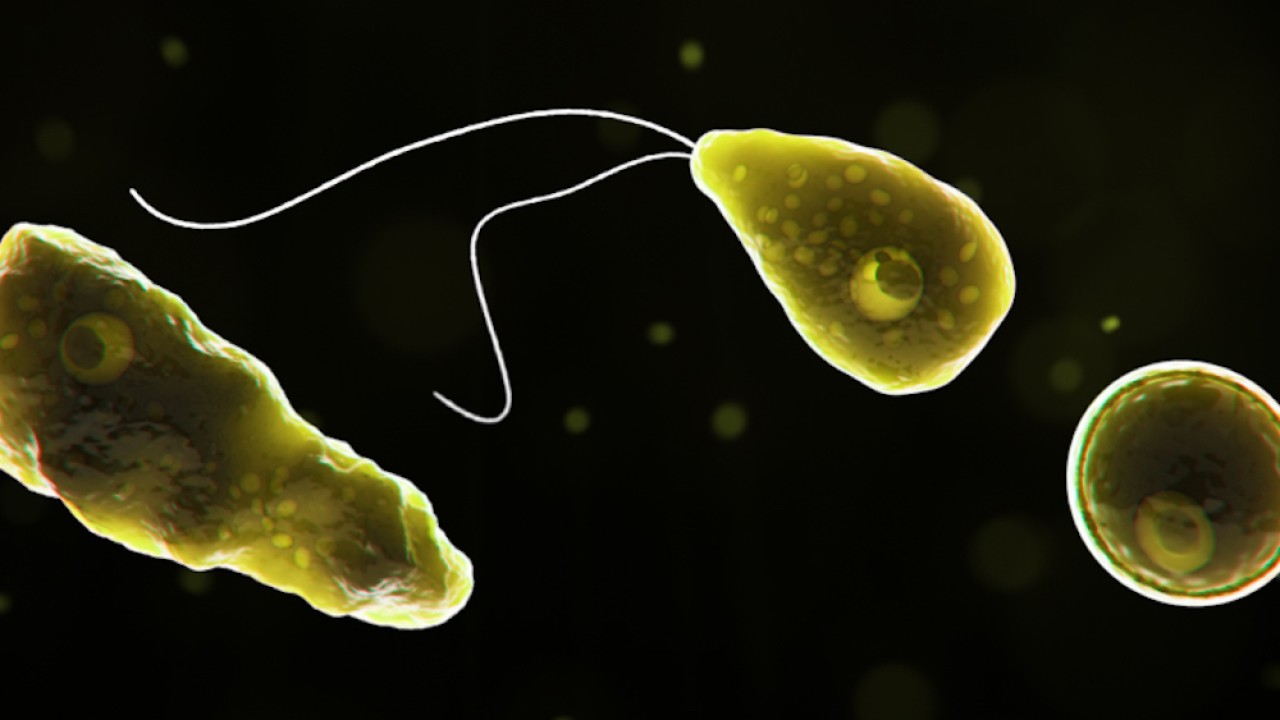 Funcionarios de la Salud en Florida confirmaron el caso de una extraña ameba que come el cerebro