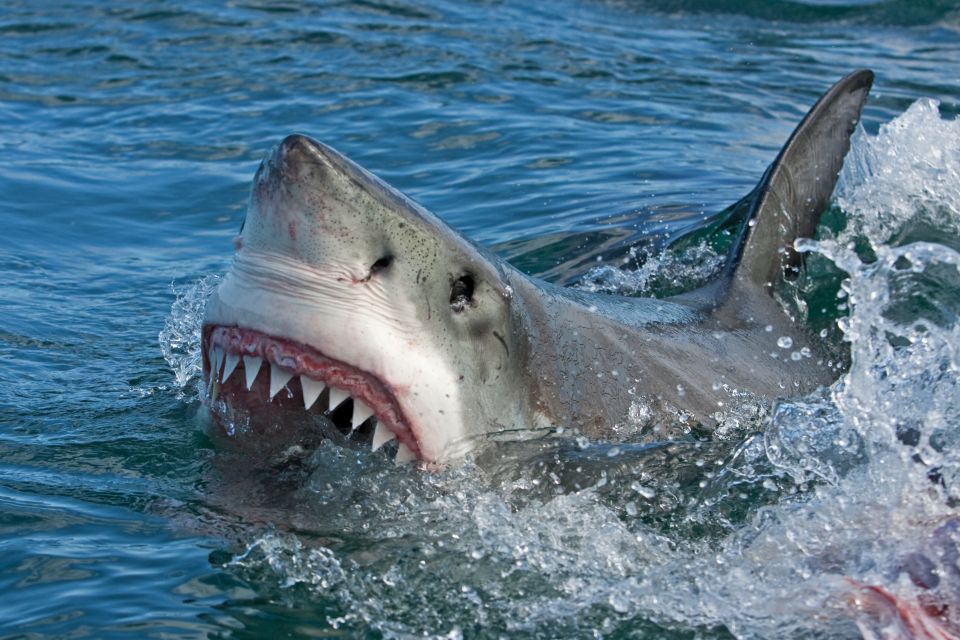 Advierten que al menos cuatro tiburones blancos acechan las costas de Nueva York y Nueva Jersey