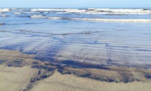 Exigieron a Inparques una respuesta tras alarmante derrame de crudo en playas de Falcón