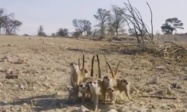 La increíble “danza guerrera” de un grupo de suricatas antes de enfrentarse a una cobra (VIDEO)