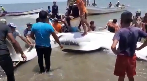 Un enorme tiburón ballena conmocionó a los pescadores tras encallar en Anzoátegui (VIDEO)
