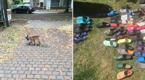 En Berlin, acusan a un zorro de robarse más de 100 zapatos (FOTO)