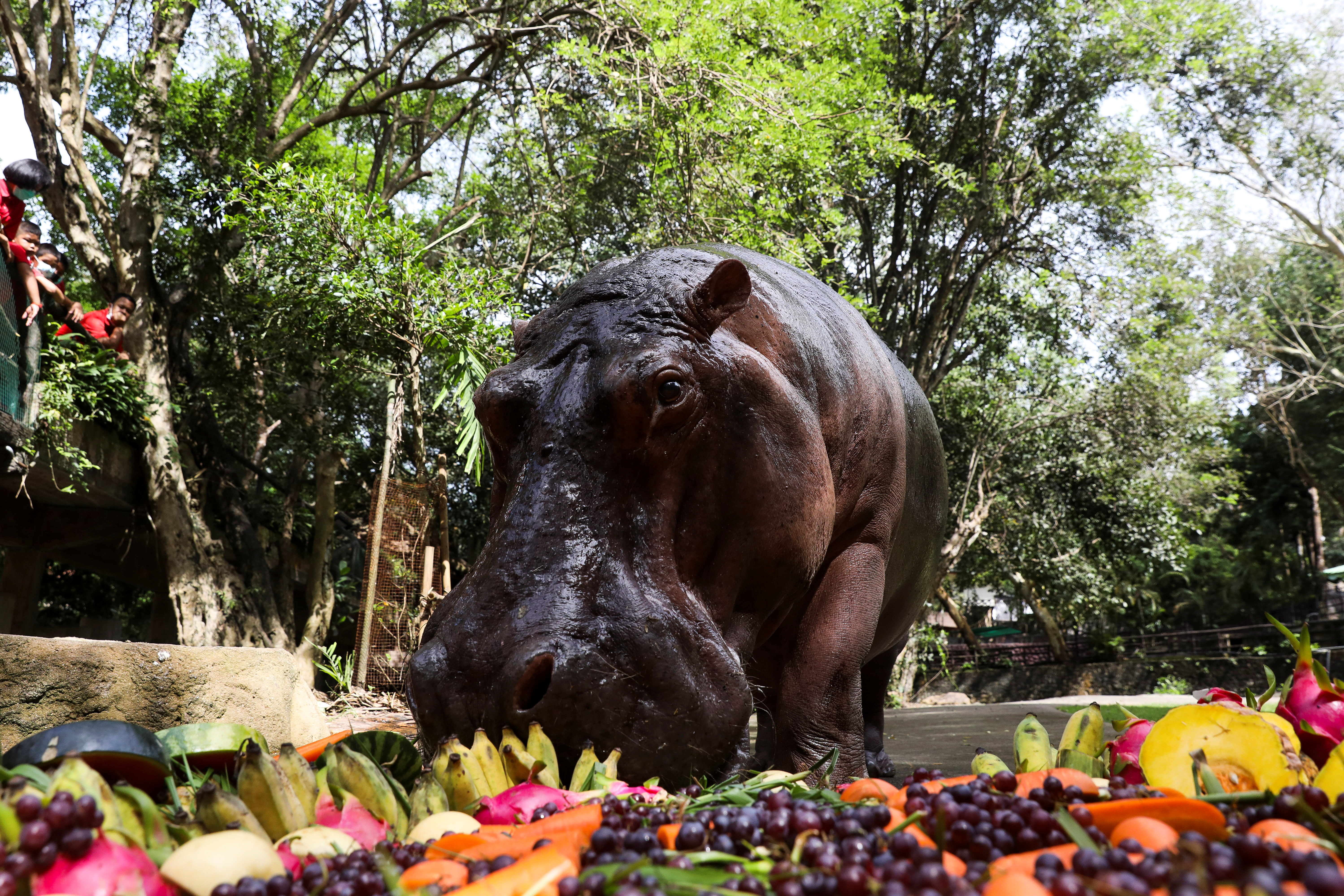 El hipopótamo más viejo de Tailandia celebra su cumpleaños con frutas y canciones