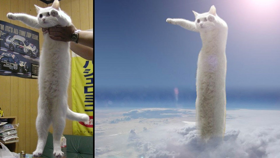 Fallece en Japón el ‘gato largo’, una leyenda de los memes