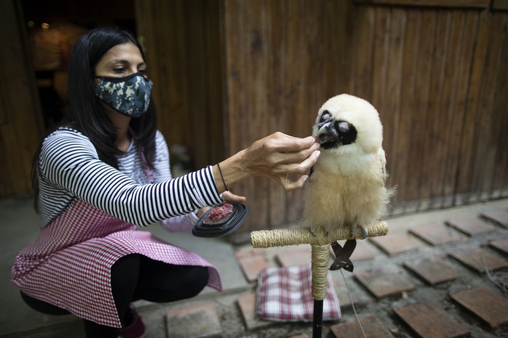 Venezuelans care for animals injured during pandemic