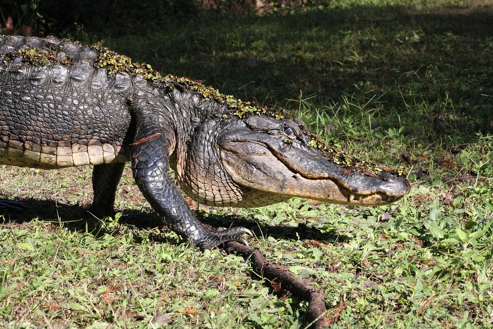 Oficial en Florida respondió una emergencia y resultó ser un caimán
