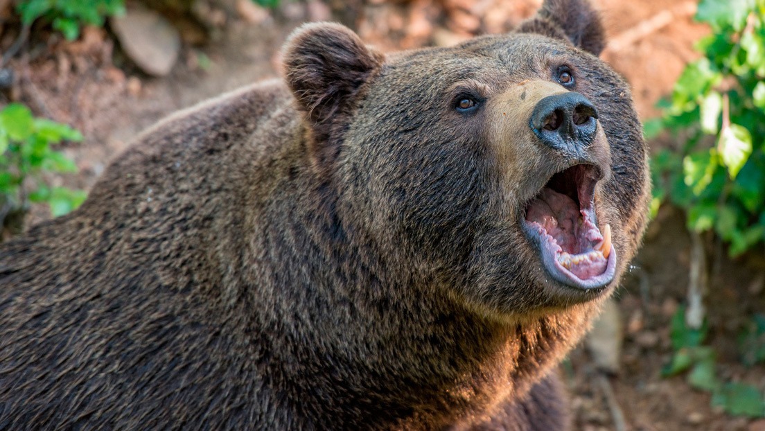 ¡Al borde de la muerte! Abuela enfrentó a un oso cara a cara y se salvó de ser atacada