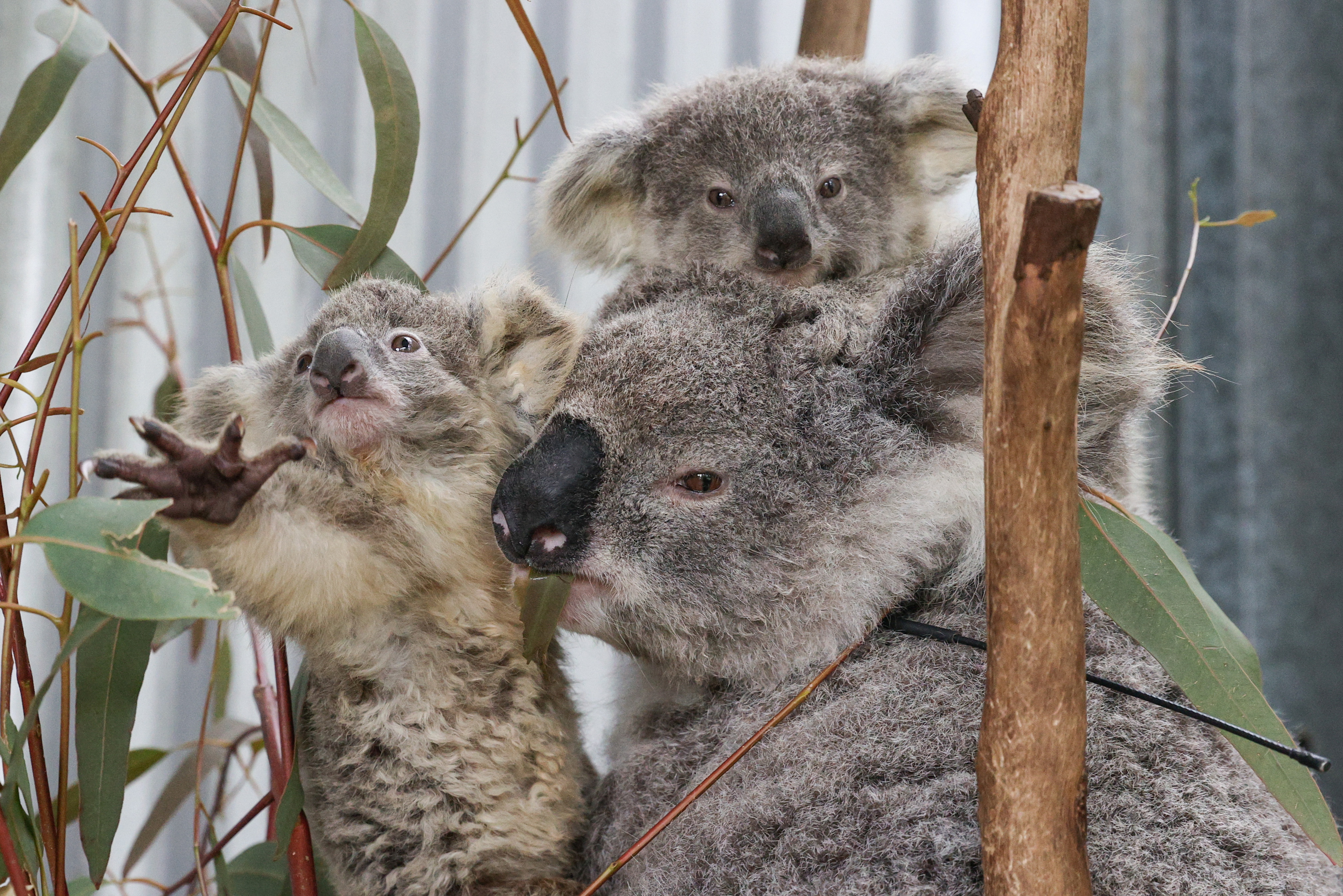 Incendios y enfermedades amenazan la superviviencia de los koalas (FOTOS)