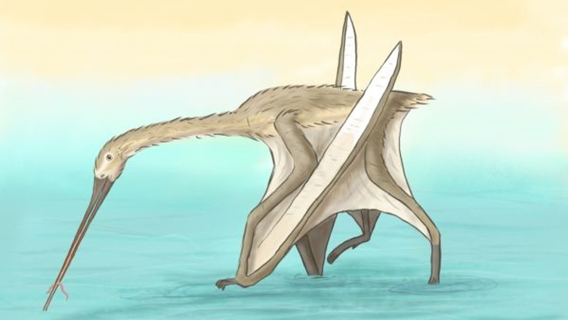 Descubren una nueva especie de reptil volador prehistórico de pico largo, delgado y sin dientes